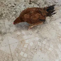 خروس چهارماهه