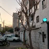 هرس درخت حرفه ای و تمیز|خدمات باغبانی و درختکاری|تهران, الهیه|دیوار