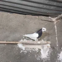 طوق سیاه واکسی نر