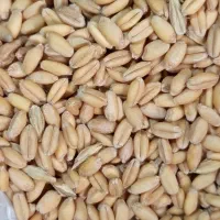 گندم|گل و گیاه طبیعی|زهک, |دیوار