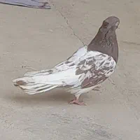 ۱ جفت کبوتر