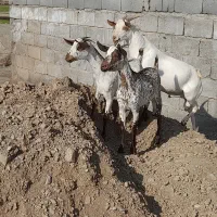 صلاله اصیل وارداتی