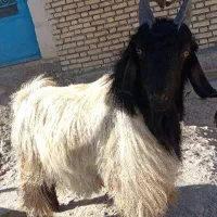 پازن|حیوانات مزرعه|باغ ملک, |دیوار