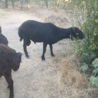 گوسفند قوچ قره قزل|حیوانات مزرعه|خرمدره, |دیوار