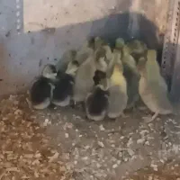 جوجه غاز و جوجه اردک خارجی