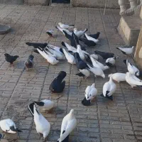 کبوتر دم سیاه|پرنده|ایوان, |دیوار