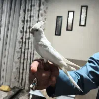 عروس هلندی آلبینو نر