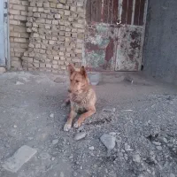 یک قلاده سگ نگهبان