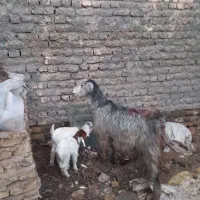 بز بزغاله دوقلو