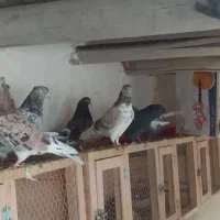 فروش یک گنجه کبوتر پرشی طلا زیر خاکی|پرنده|اشنویه, |دیوار