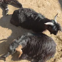 بزغاله|حیوانات مزرعه|نورآباد, |دیوار