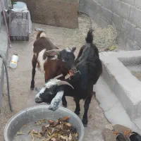 فروش یک عدد بز آبستن و یک عدد نری