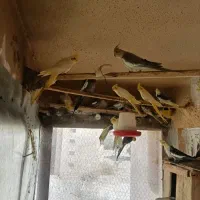 عروس هلندی های درشت سالم و سرحال|پرنده|آبیک, |دیوار