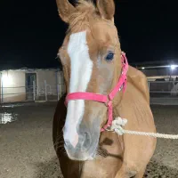 اسب مادیان درشور سواری