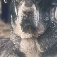 سگ پژدر 2ساله نسل آبی شیخ