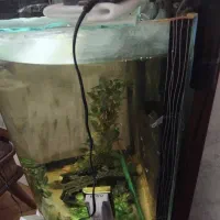 آکواریوم خمیده با تجهیزات کامل و ماهی|ماهی|تهران, مولوی|دیوار