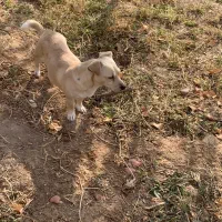 سگ پاکوتاه ماده|سگ|جوادآباد, |دیوار