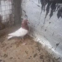 کبوتر|پرنده|جونقان, |دیوار