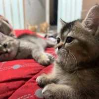 فروش گربه پرشین اسکاتیش|گربه|بندرعباس, |دیوار