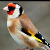 خرید و فروش پرنده