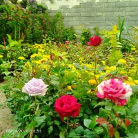 همه رقم گل روز... گل‌های رنگارنگ رونده