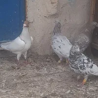 کبوتر کوهی دورگ|پرنده|باوی, |دیوار