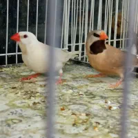 فنچ کرباتی