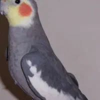 عروس هلندی گم شده