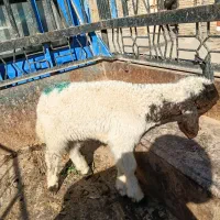 بره.میش.بز.بیگ|حیوانات مزرعه|دزفول, |دیوار