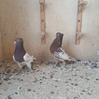 نرو ماده کله سرخ