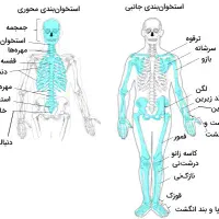 تدریس زیست کنکوری و آمادگی برای امتحان نهایی