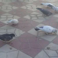 کبوتر|پرنده|کیار, |دیوار