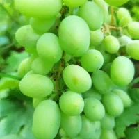 غوره|خوردنی و آشامیدنی|قروه, |دیوار