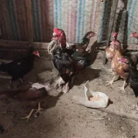 فروش  مرغ و خروس لاری