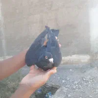 کفتر|پرنده|خرمشهر, |دیوار