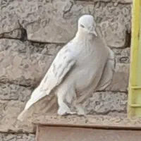 کفتر پرشت سنگین. طلا