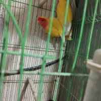 طوطی برزیلی|پرنده|اهواز, کوروش|دیوار