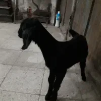 بزغاله|حیوانات مزرعه|سبزوار, زینبیه|دیوار