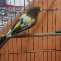 قناری نر مست