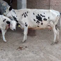 گاو شیری خازجی