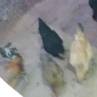 مرغ وخروس
