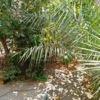 مطهری/سهروردی جنوبی/۲طبقه مستقل