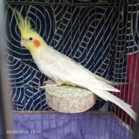 عروس هلندی نر، بدون قفس