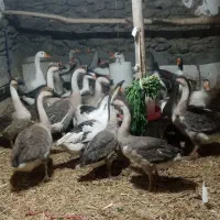 فروش قاز محلی|حیوانات مزرعه|بانه, |دیوار