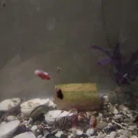 100عدد حلزون رامشور|ماهی|ری, علایین|دیوار