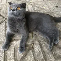 گربه ماده خشگل رنگ بلو اصل زاده