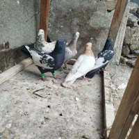 کفتر|پرنده|مشهد, فریزی|دیوار