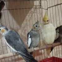 عروس هلندی