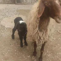 میش وبره|حیوانات مزرعه|کرمانشاه, |دیوار