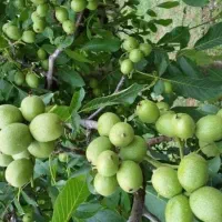 کود سولفات اهن پودری وکریستالی ۱۹/۵و۱۸ درصد|خدمات باغبانی و درختکاری|تبریز, |دیوار